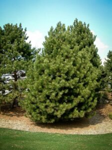 Сосна Чёрная (Pinus Nigra) купить по цене от 270.00р. в интернет-магазине «Посадика» с доставкой почтой в в Чудовое и по всей России – [изображение №1].