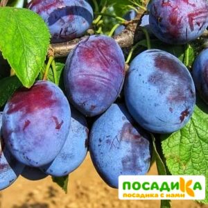 Слива Чачакская ранняя купить по цене от 229.00р. в интернет-магазине «Посадика» с доставкой почтой в в Чудовое и по всей России – [изображение №1].