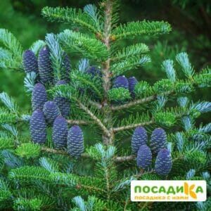 Пихта корейская (Abies koreana) купить по цене от 450.00р. в интернет-магазине «Посадика» с доставкой почтой в в Чудовое и по всей России – [изображение №1].