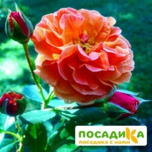 Роза Арабия купить по цене от 350.00р. в интернет-магазине «Посадика» с доставкой почтой в в Чудовое и по всей России – [изображение №1].