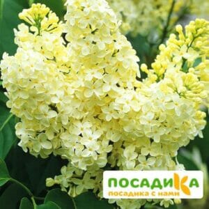 Сирень Примроуз (Primrose) купить по цене от 529.00р. в интернет-магазине «Посадика» с доставкой почтой в в Чудовое и по всей России – [изображение №1].