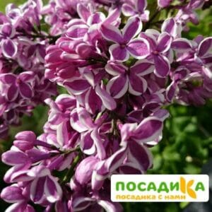 Сирень Сенсация купить по цене от 529.00р. в интернет-магазине «Посадика» с доставкой почтой в в Чудовое и по всей России – [изображение №1].