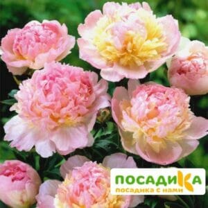 Пион Распберри Сандей (Paeonia Raspberry Sundae) купить по цене от 959р. в интернет-магазине «Посадика» с доставкой почтой в в Чудовое и по всей России – [изображение №1].