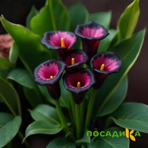Калла Аура Лейс купить по цене от 400р. в интернет-магазине «Посадика» с доставкой почтой в в Чудовое и по всей России – [изображение №1].