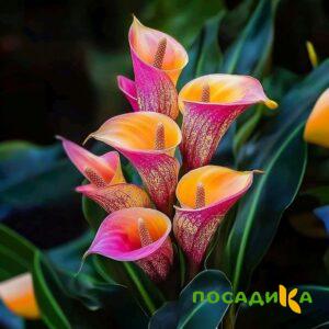 Калла Оникс купить по цене от 450р. в интернет-магазине «Посадика» с доставкой почтой в в Чудовое и по всей России – [изображение №1].