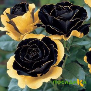 Роза Ханни Сикл купить по цене от 700р. в интернет-магазине «Посадика» с доставкой почтой в в Чудовое и по всей России – [изображение №1].