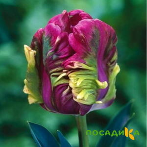 Тюльпан Экзотик Хэвен купить по цене от 186р. в интернет-магазине «Посадика» с доставкой почтой в в Чудовое и по всей России – [изображение №1].