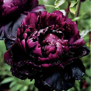 Пион Темный Сад купить по цене от 421р. в интернет-магазине «Посадика» с доставкой почтой в в Чудовое и по всей России – [изображение №1].