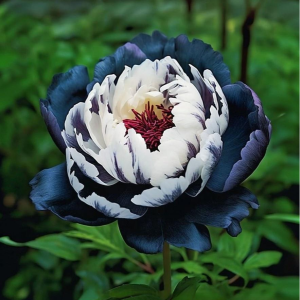 Пион Древовидный Инь-Янь купить по цене от 419р. в интернет-магазине «Посадика» с доставкой почтой в в Чудовое и по всей России – [изображение №1].