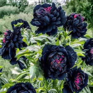 Пион древовидный Сердце Афродиты купить по цене от 600р. в интернет-магазине «Посадика» с доставкой почтой в в Чудовое и по всей России – [изображение №1].