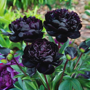 Пион Королевский Бархат купить по цене от 419р. в интернет-магазине «Посадика» с доставкой почтой в в Чудовое и по всей России – [изображение №1].