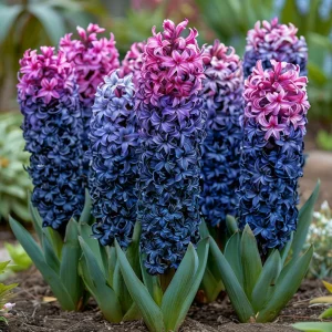 Гиацинт Блю Спринг купить по цене от 2099р. в интернет-магазине «Посадика» с доставкой почтой в в Чудовое и по всей России – [изображение №1].