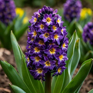 Гиацинт Вельвет Колор купить по цене от 2099р. в интернет-магазине «Посадика» с доставкой почтой в в Чудовое и по всей России – [изображение №1].