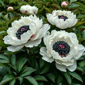 Пион Инк Эн купить по цене от 429р. в интернет-магазине «Посадика» с доставкой почтой в в Чудовое и по всей России – [изображение №1].