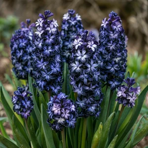 Гиацинт Блум Клауд купить по цене от 2099р. в интернет-магазине «Посадика» с доставкой почтой в в Чудовое и по всей России – [изображение №1].