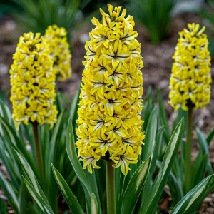 Гиацинт Сансет Голд купить по цене от 2099р. в интернет-магазине «Посадика» с доставкой почтой в в Чудовое и по всей России – [изображение №1].