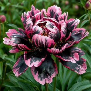 Пион Дроп Руби купить по цене от 469р. в интернет-магазине «Посадика» с доставкой почтой в в Чудовое и по всей России – [изображение №1].