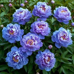 Пион Голубой лотос купить по цене от 590р. в интернет-магазине «Посадика» с доставкой почтой в в Чудовое и по всей России – [изображение №1].