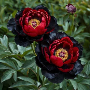Пион Эбеновый Рубин купить по цене от 419р. в интернет-магазине «Посадика» с доставкой почтой в в Чудовое и по всей России – [изображение №1].