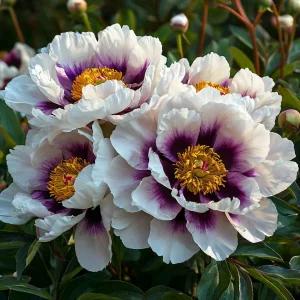 Пион Эко Саммер купить по цене от 548р. в интернет-магазине «Посадика» с доставкой почтой в в Чудовое и по всей России – [изображение №1].