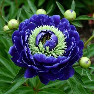 Пион Дримвивер купить по цене от 417р. в интернет-магазине «Посадика» с доставкой почтой в в Чудовое и по всей России – [изображение №1].